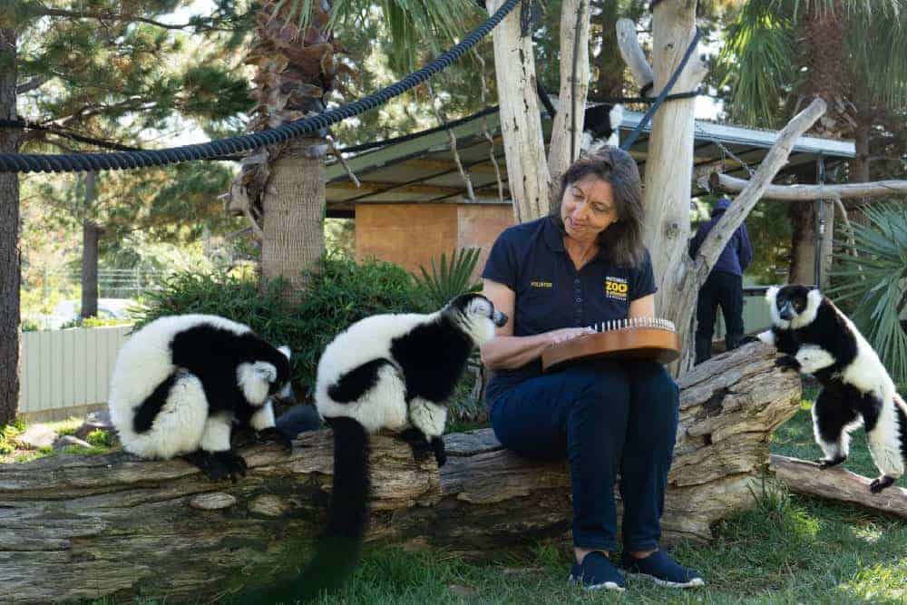 Alison-Ware-playing-for-lemurs