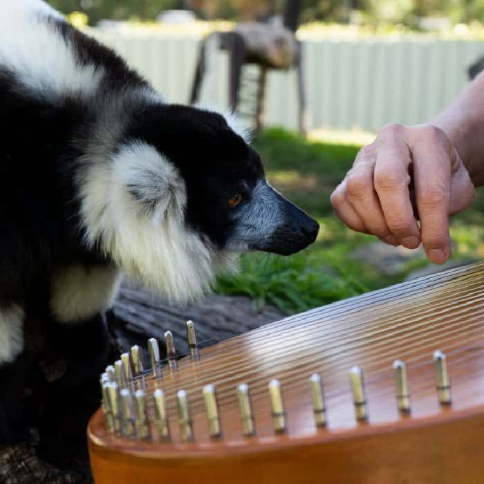 Alison-Ware-playing-inquisitive-lemur