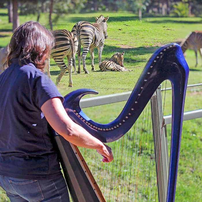 Alison-Ware-playing-for-zebras